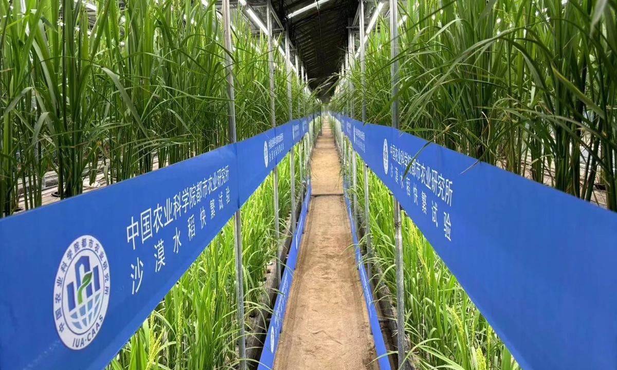 Trung Quốc phát triển giống lúa nhanh trong nhà kính trên sa mạc Tân Cương